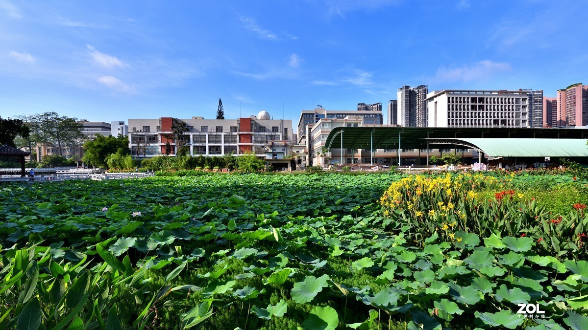 广西大学校园人工湖掠影4