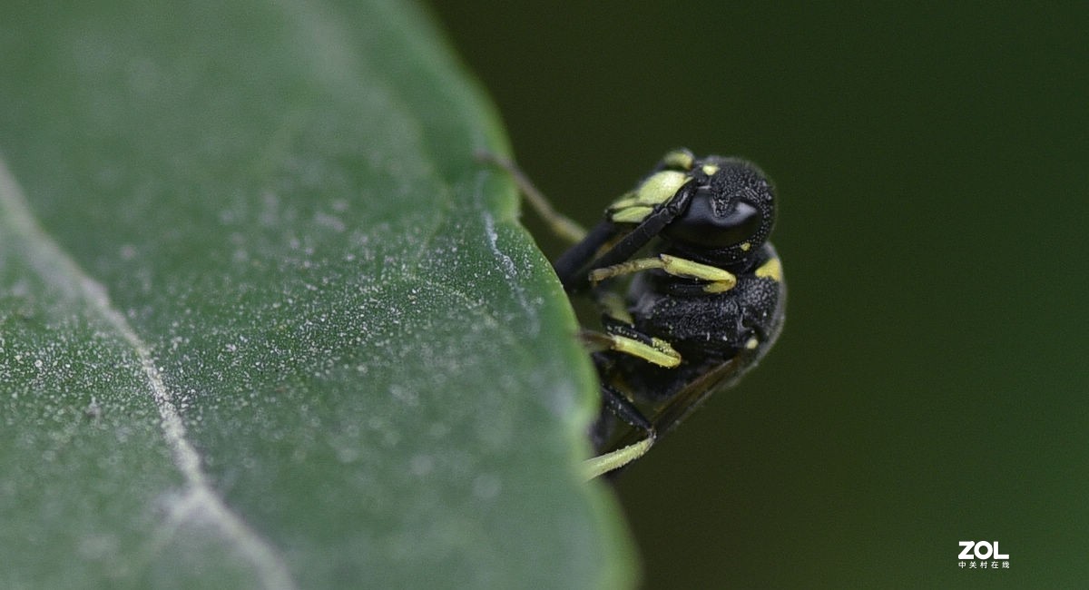 2021年第一次拍虫