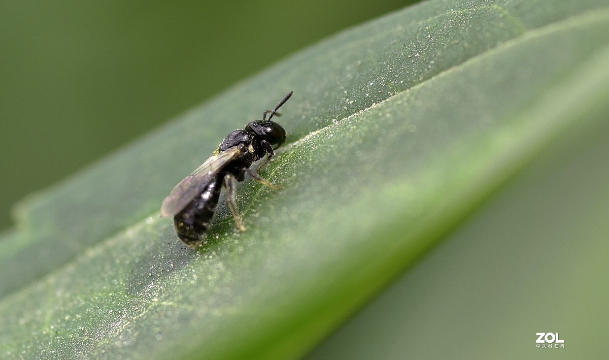 2021年第一次拍虫