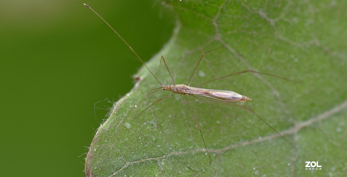 2021年第一次拍虫