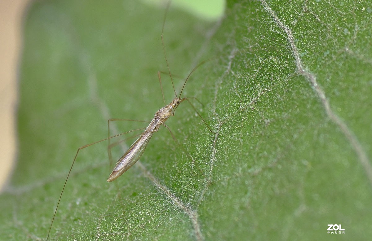 2021年第一次拍虫