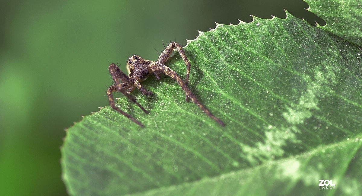 2021年第一次拍虫