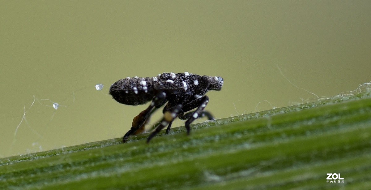 2021年第一次拍虫