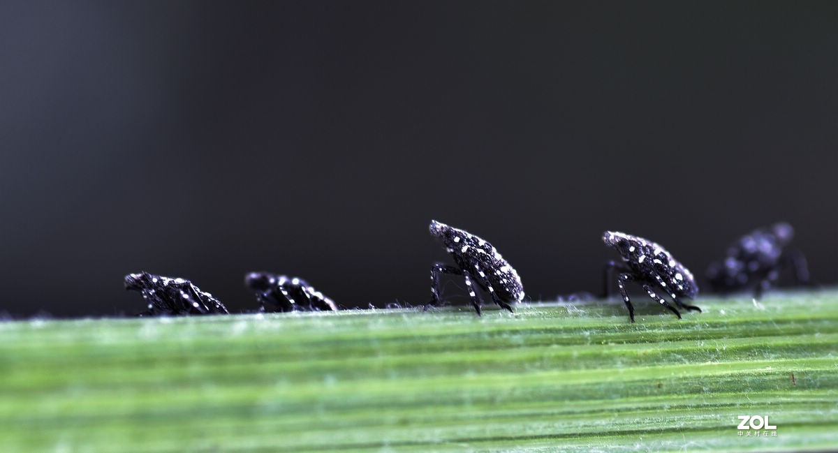 2021年第一次拍虫