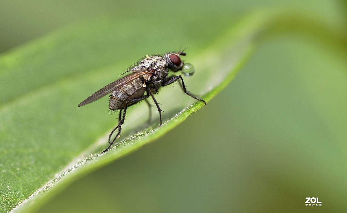 2021年第一次拍虫