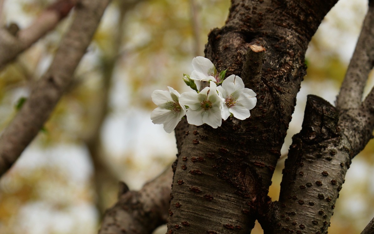 西风夜雨送残秋
