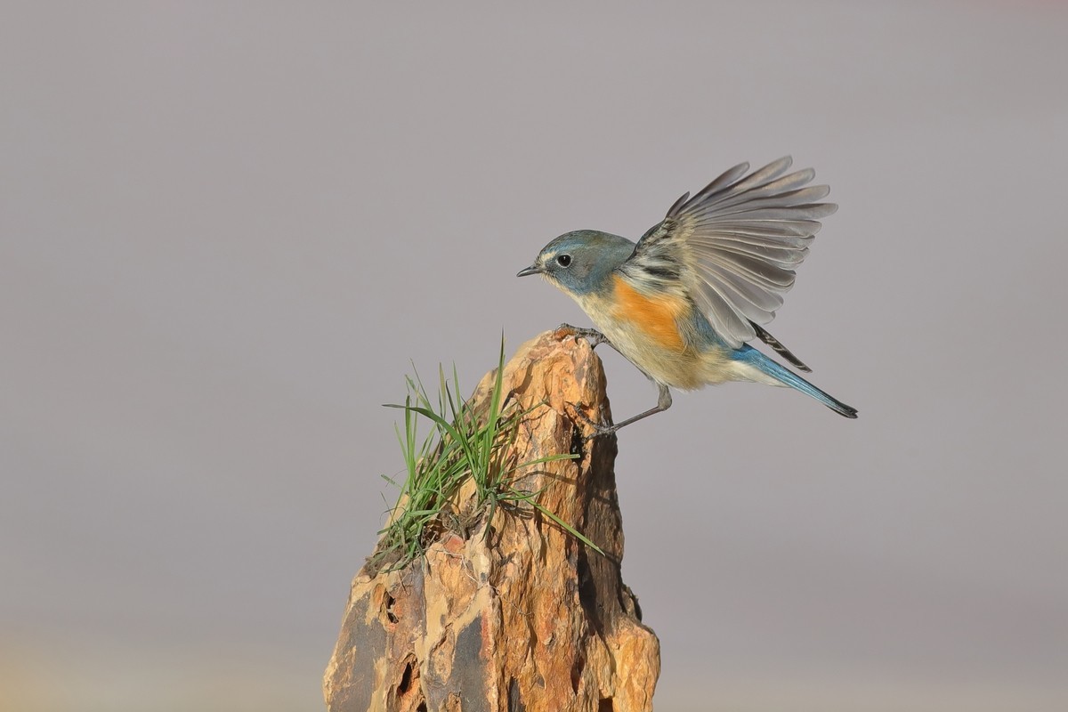 红胁上石头，泪往心里流，昔日口中餐，如今影难求。