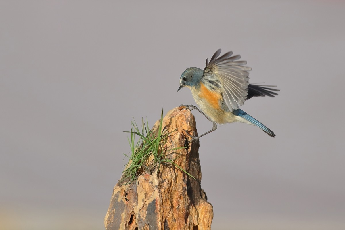 红胁上石头，泪往心里流，昔日口中餐，如今影难求。