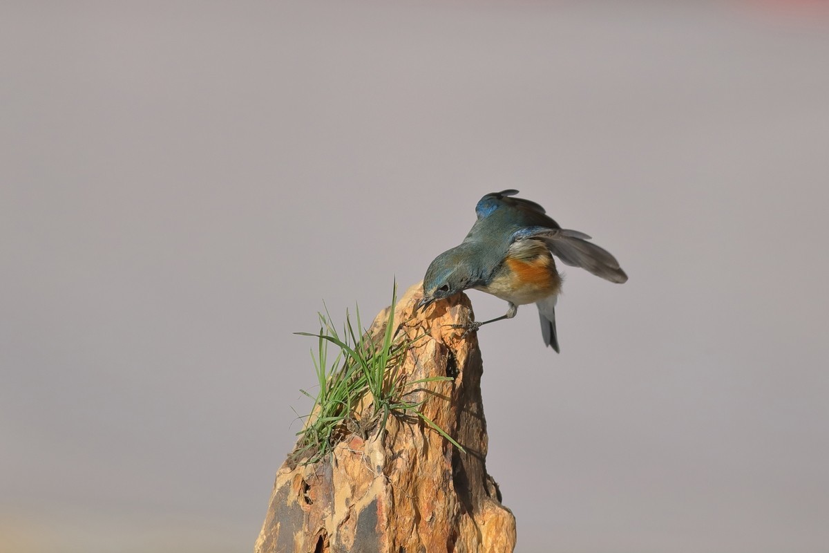 红胁上石头，泪往心里流，昔日口中餐，如今影难求。
