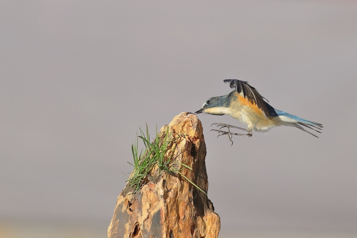 红胁上石头，泪往心里流，昔日口中餐，如今影难求。