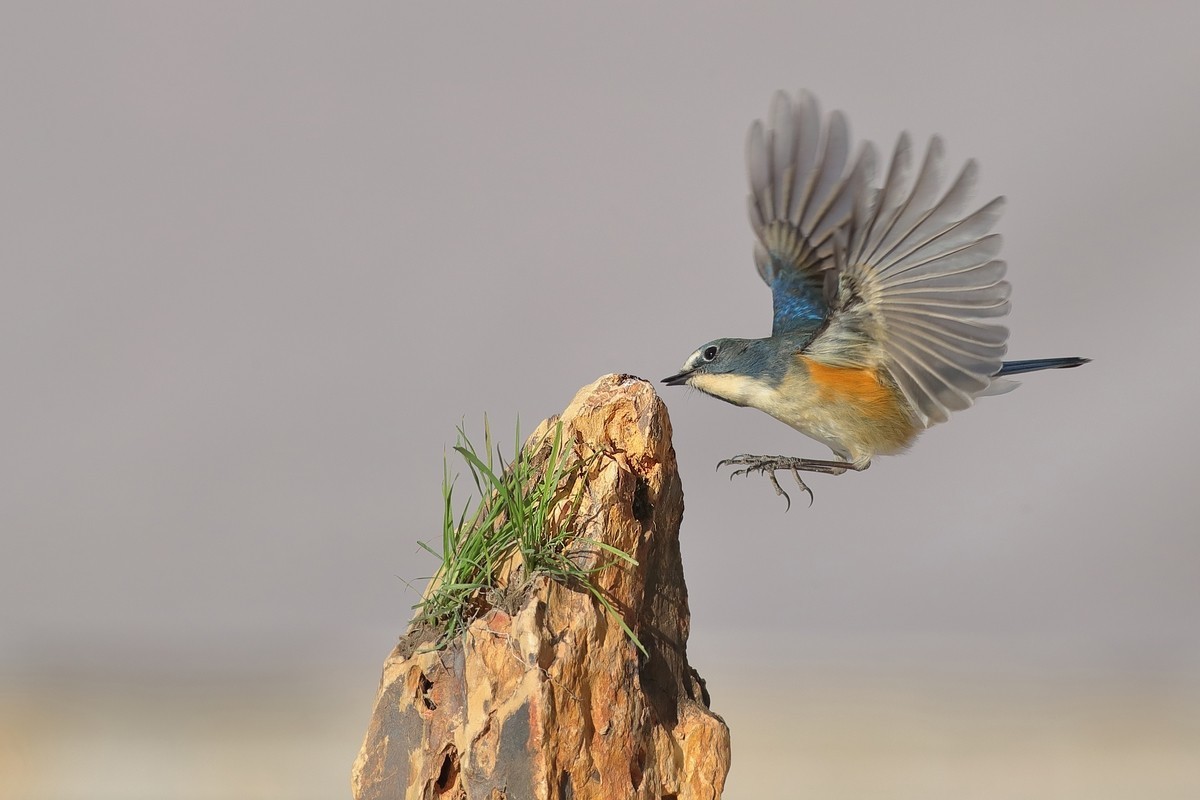 红胁上石头，泪往心里流，昔日口中餐，如今影难求。