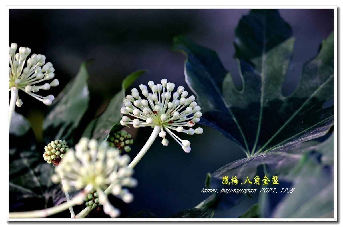 腊梅.八角金盘8【2022-041】