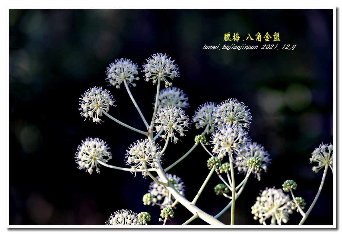 腊梅.八角金盘8【2022-041】