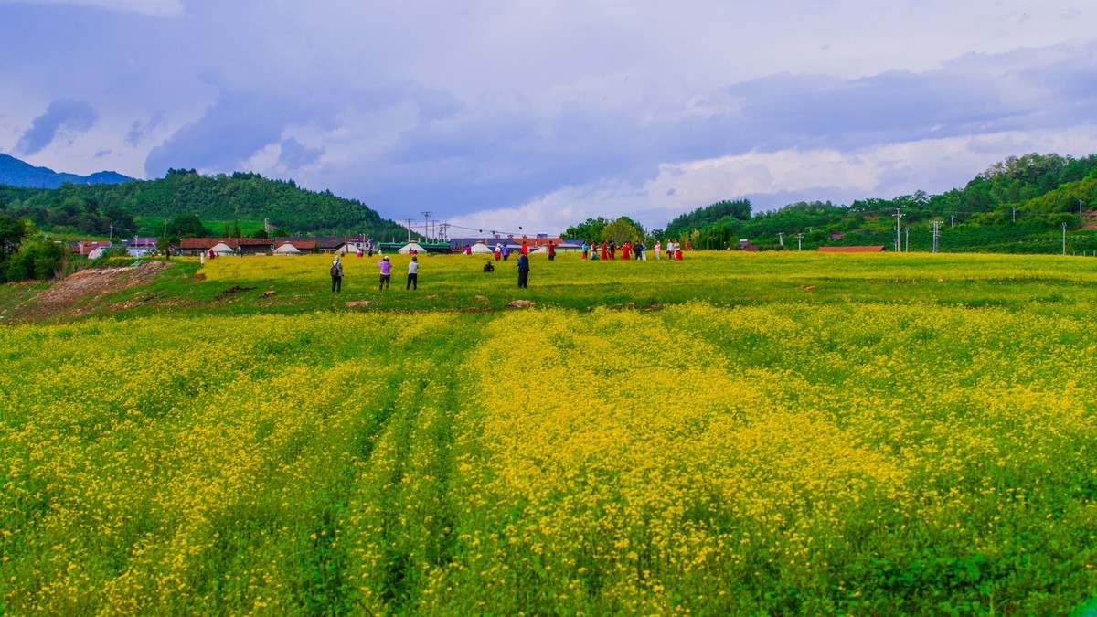 绿江村的油菜花海