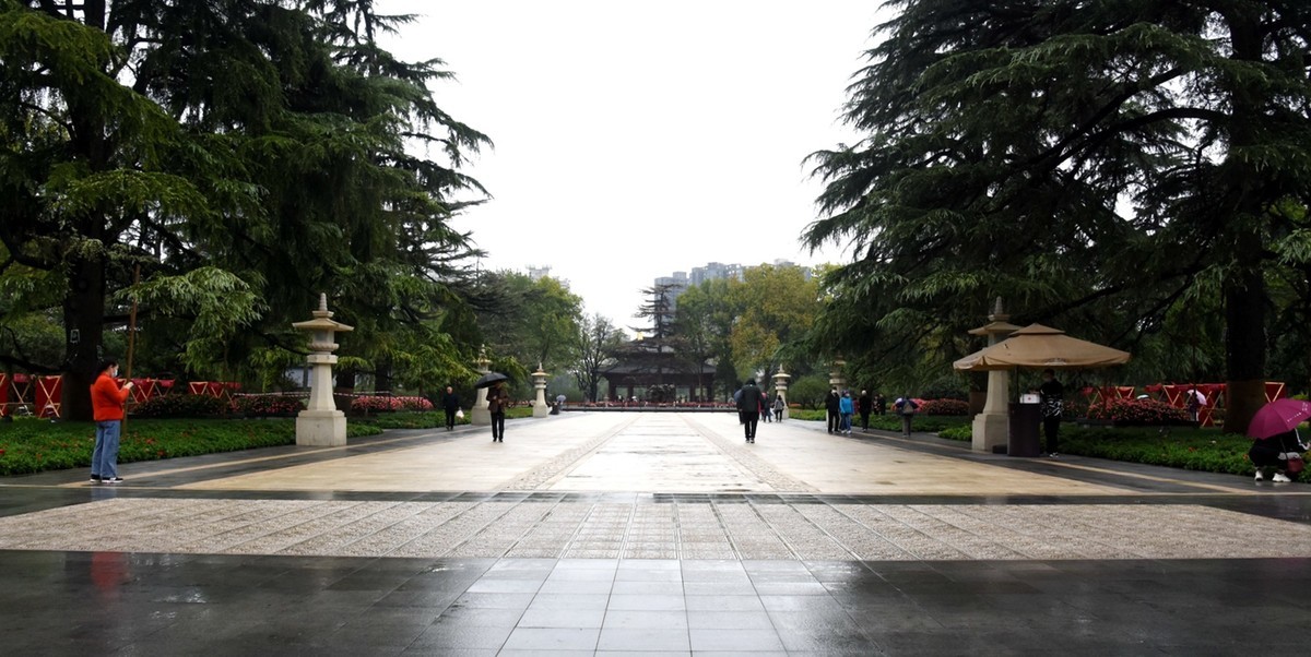 雨中在兴庆宫邂逅大荔花