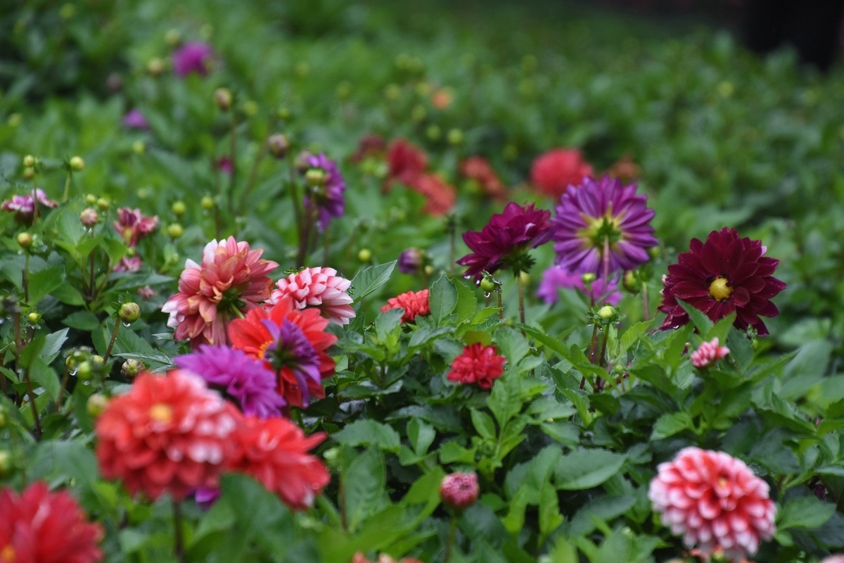 雨中在兴庆宫邂逅大荔花