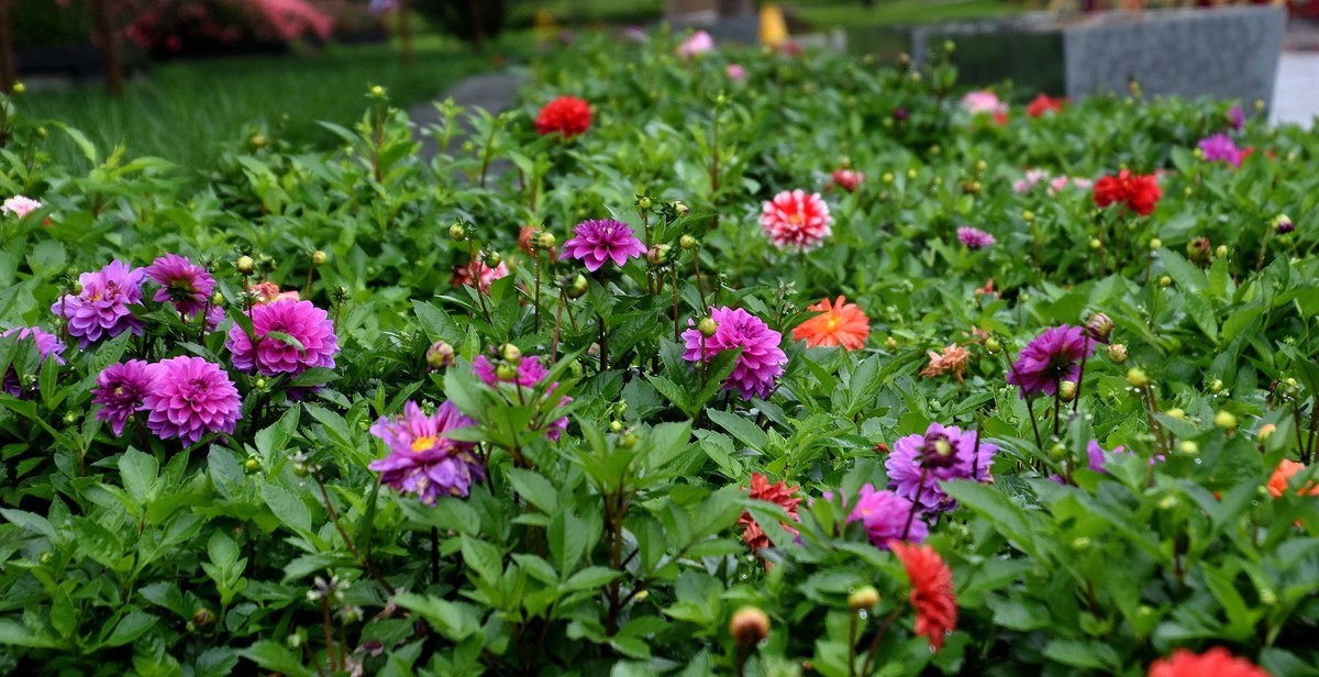 雨中在兴庆宫邂逅大荔花