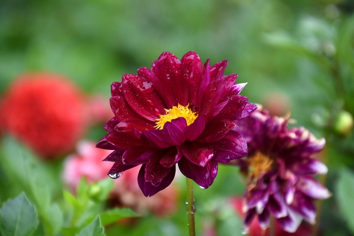 雨中在兴庆宫邂逅大荔花