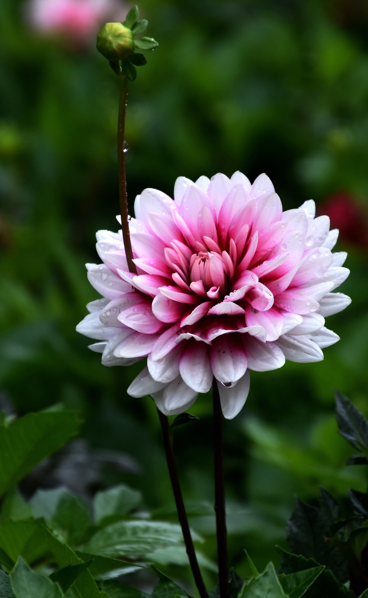 雨中在兴庆宫邂逅大荔花