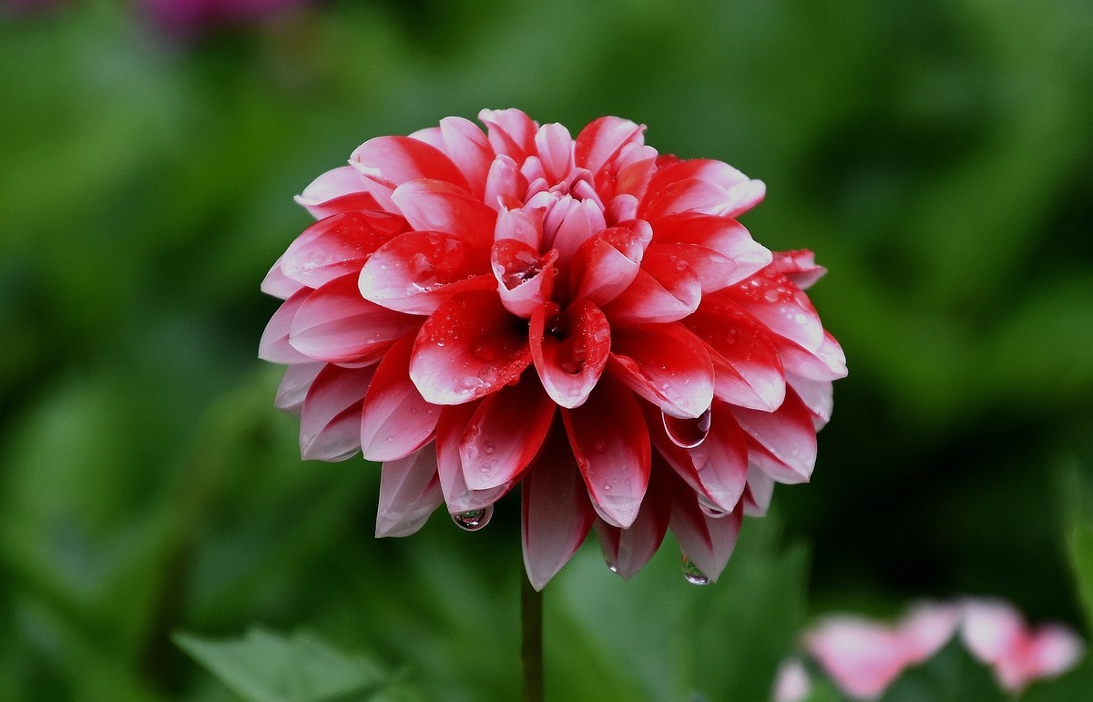 雨中在兴庆宫邂逅大荔花
