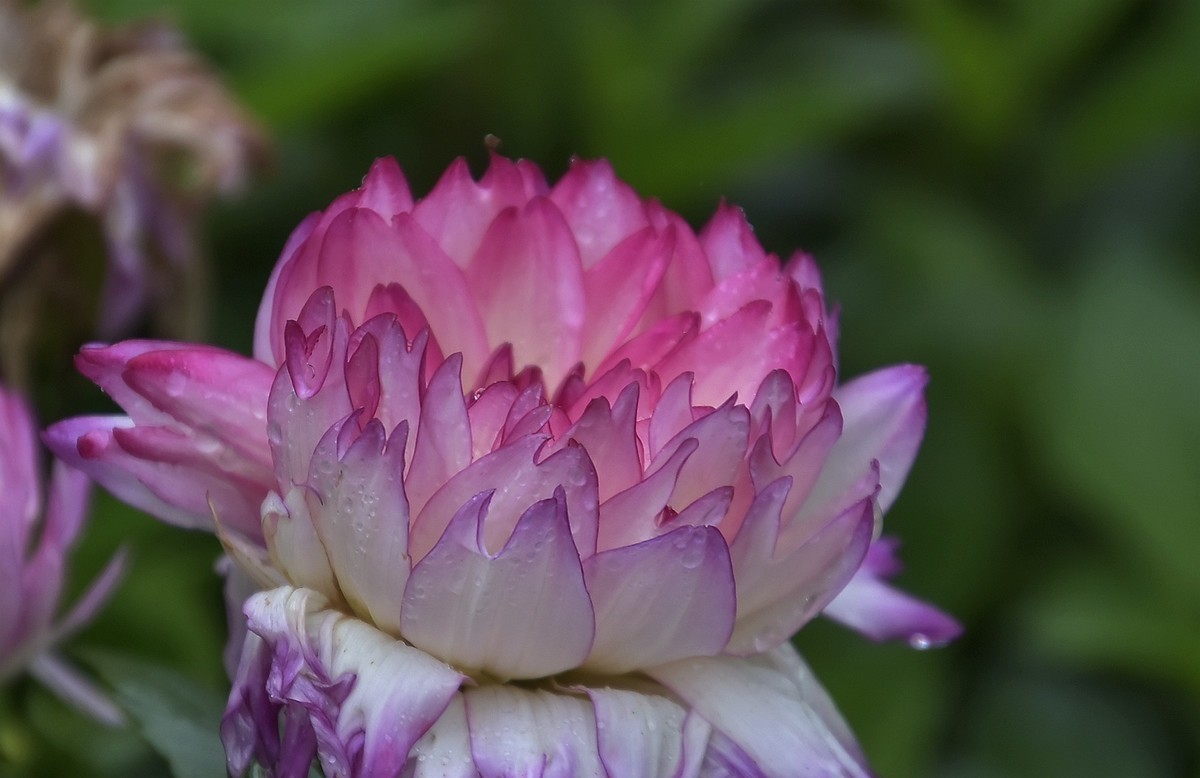 雨中在兴庆宫邂逅大荔花