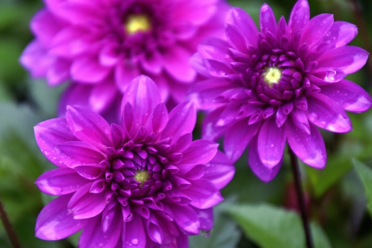 雨中在兴庆宫邂逅大荔花