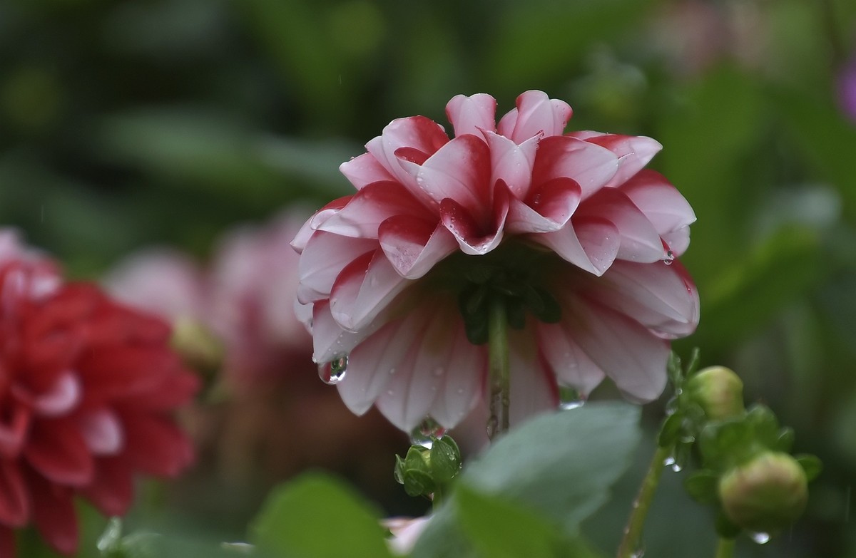 雨中在兴庆宫邂逅大荔花