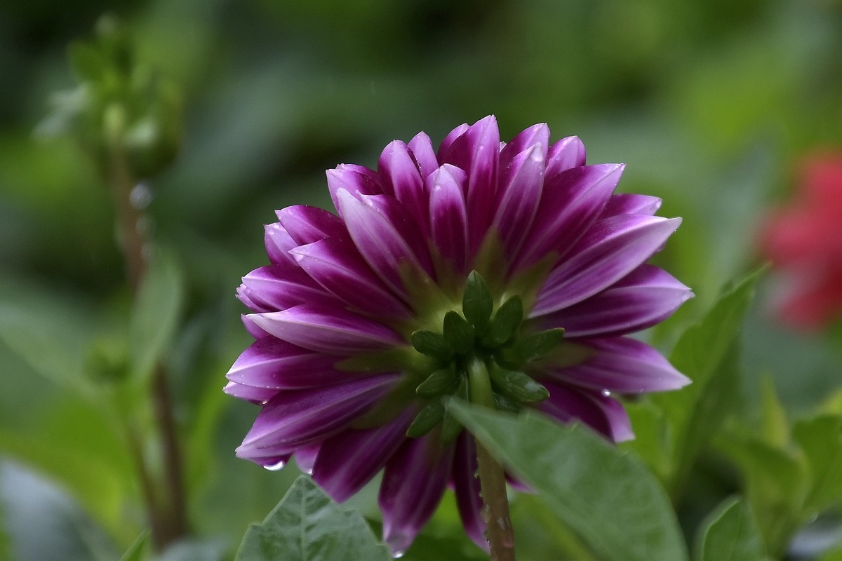 雨中在兴庆宫邂逅大荔花