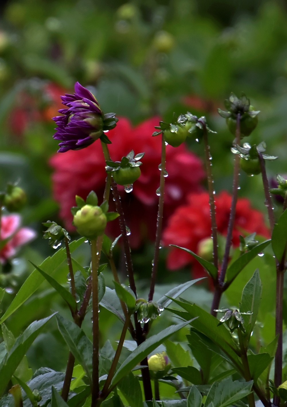 雨中在兴庆宫邂逅大荔花