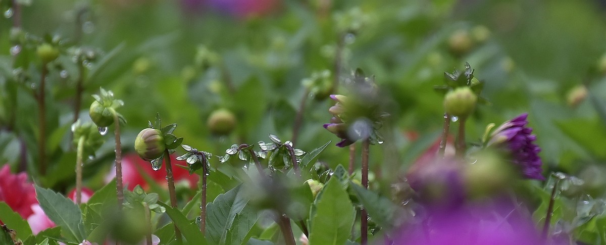 雨中在兴庆宫邂逅大荔花
