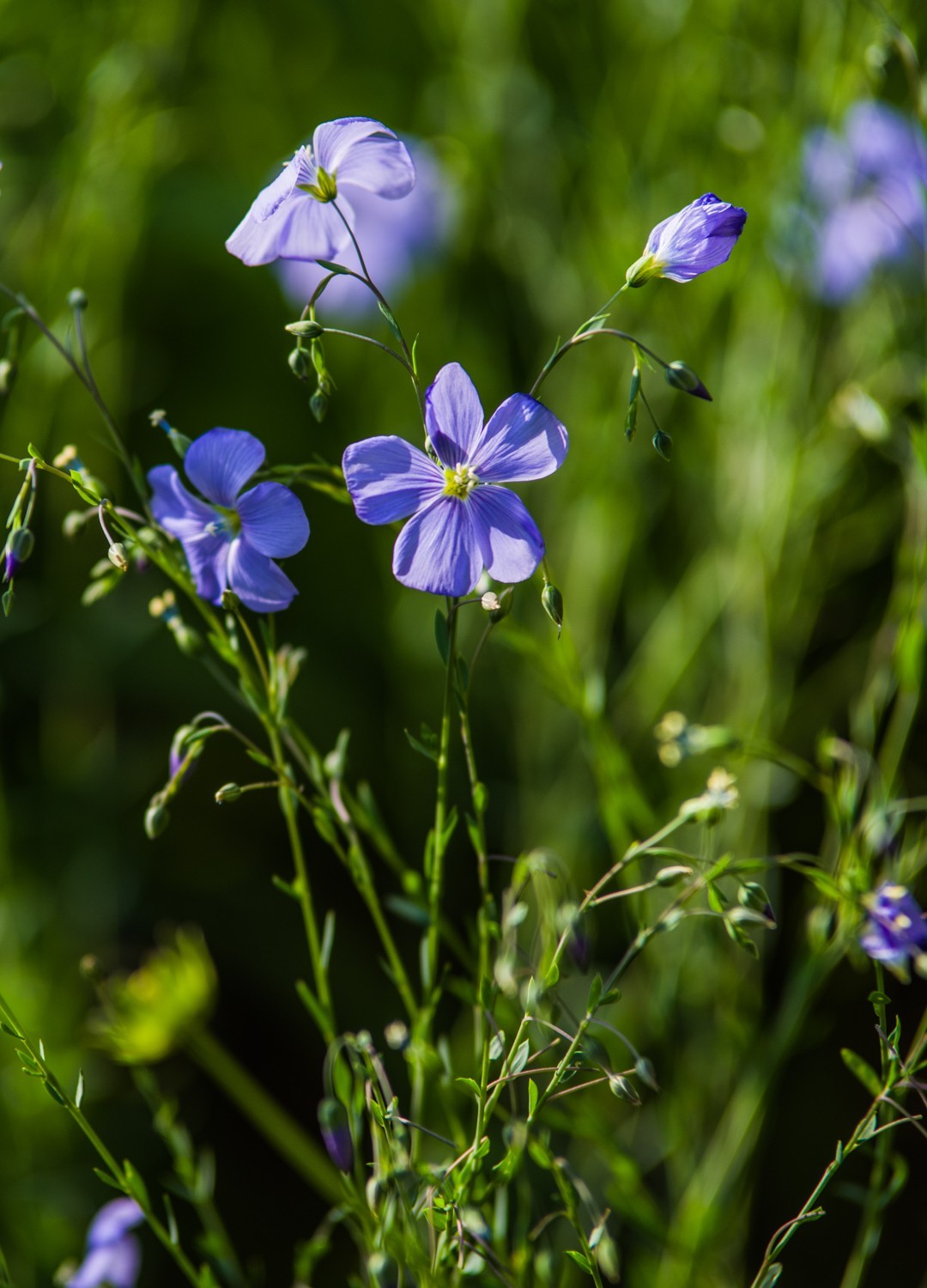 亚麻花