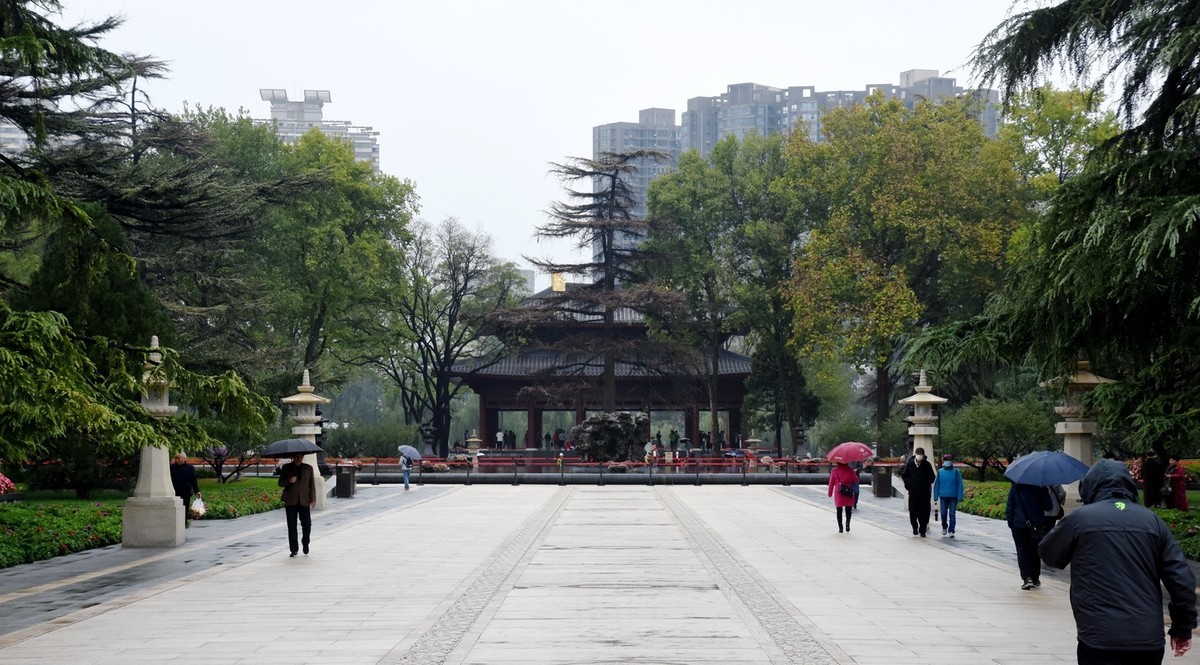 雨中在兴庆宫邂逅大荔花