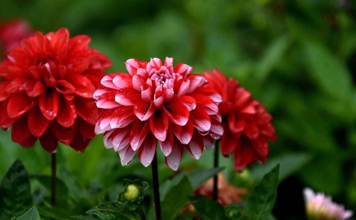 雨中在兴庆宫邂逅大荔花