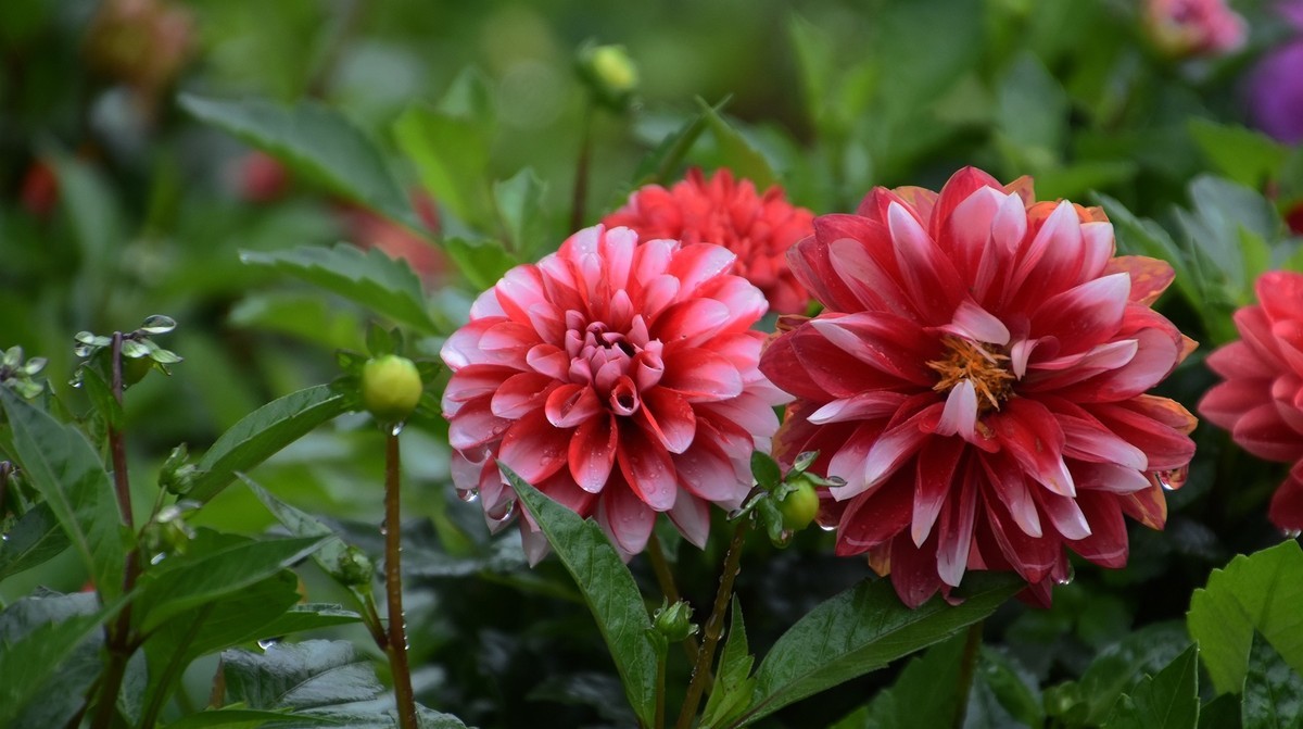 雨中在兴庆宫邂逅大荔花