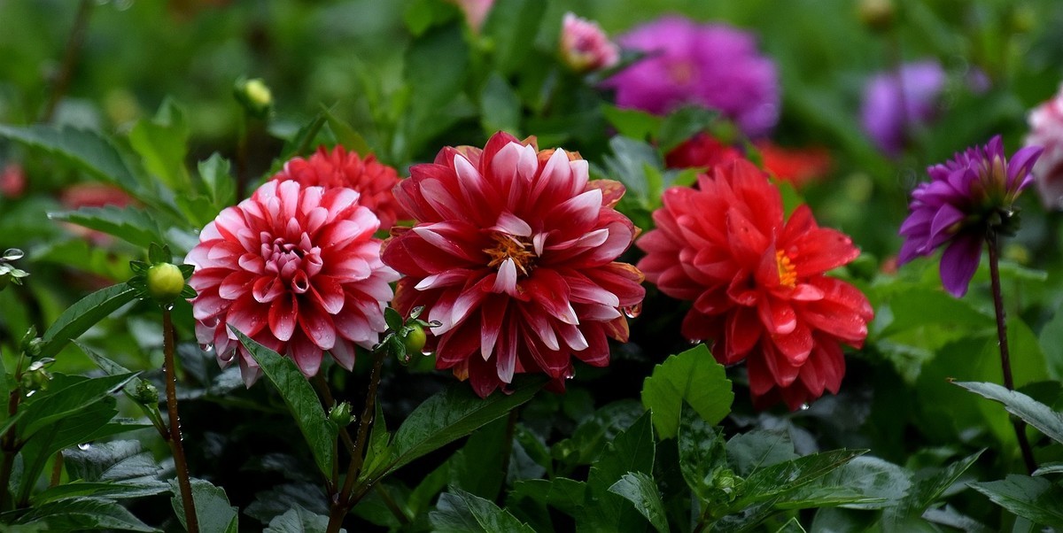 雨中在兴庆宫邂逅大荔花