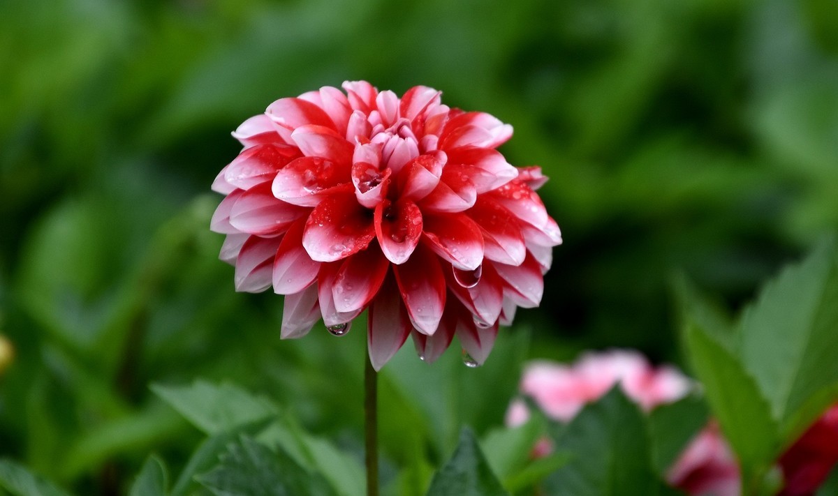 雨中在兴庆宫邂逅大荔花