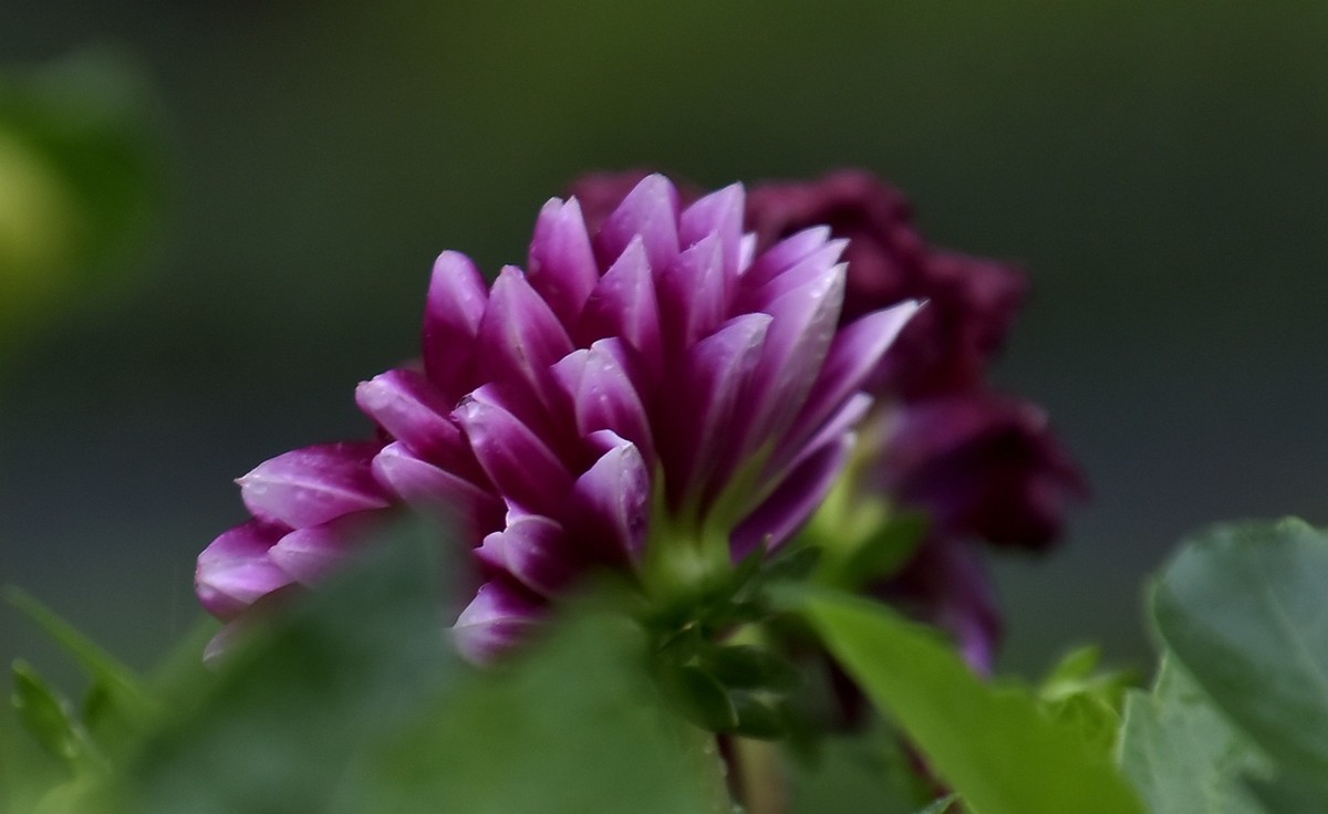 雨中在兴庆宫邂逅大荔花