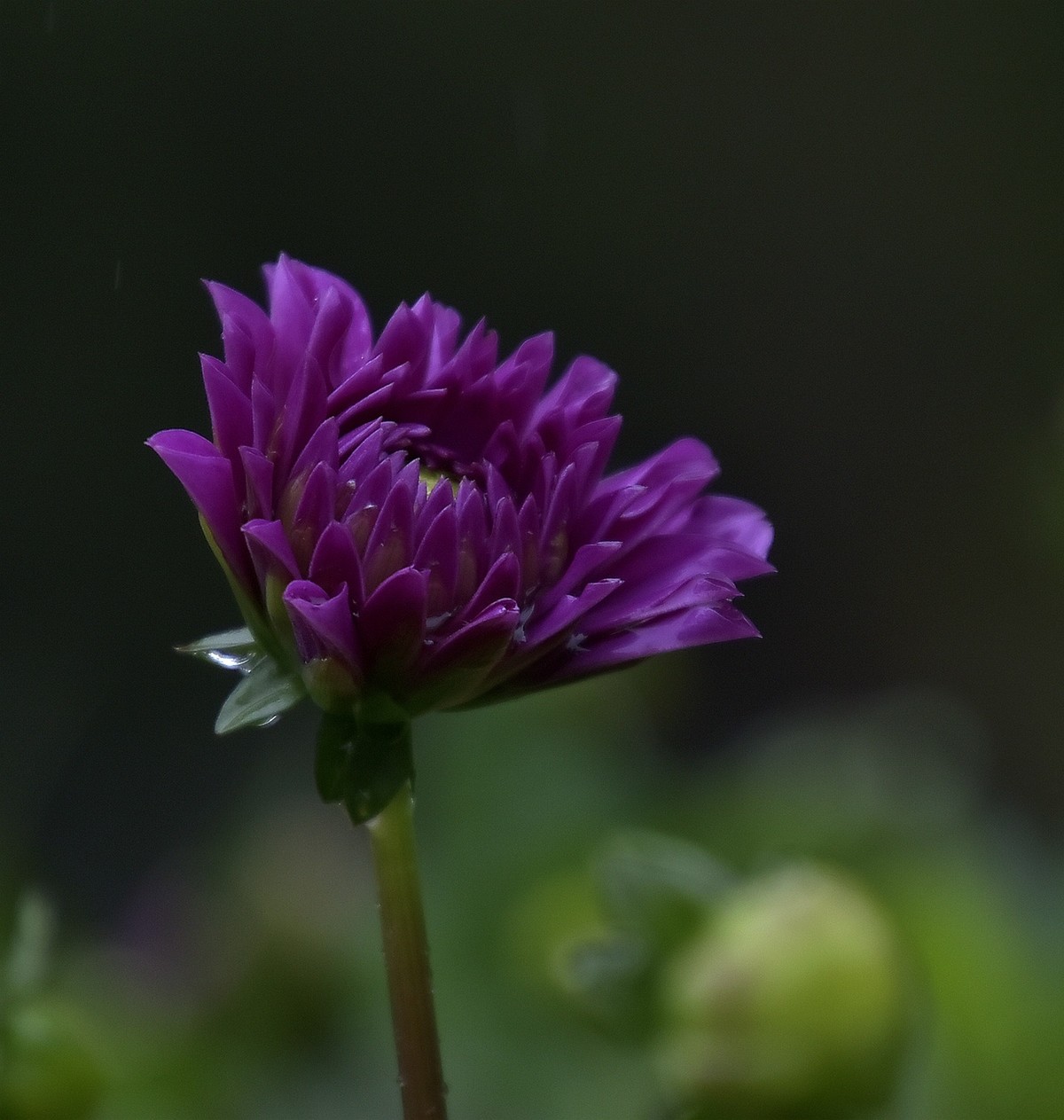 雨中在兴庆宫邂逅大荔花