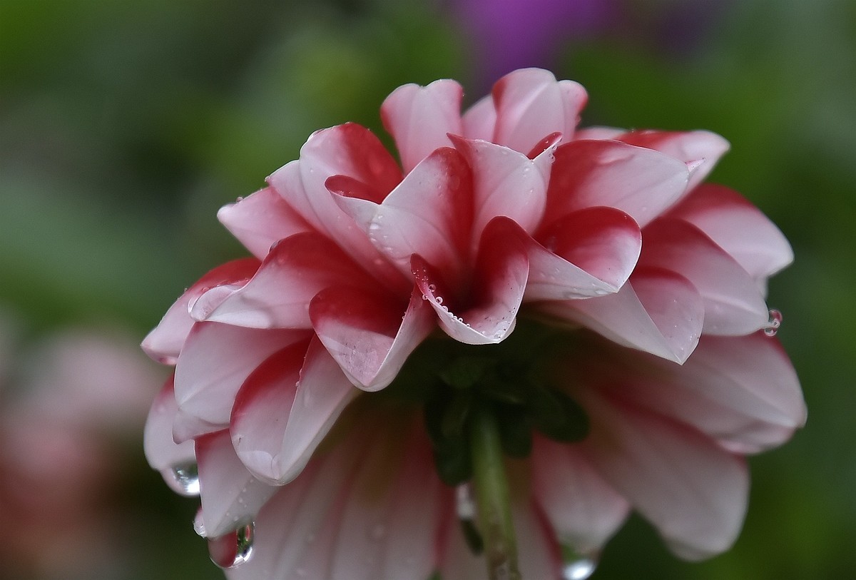 雨中在兴庆宫邂逅大荔花