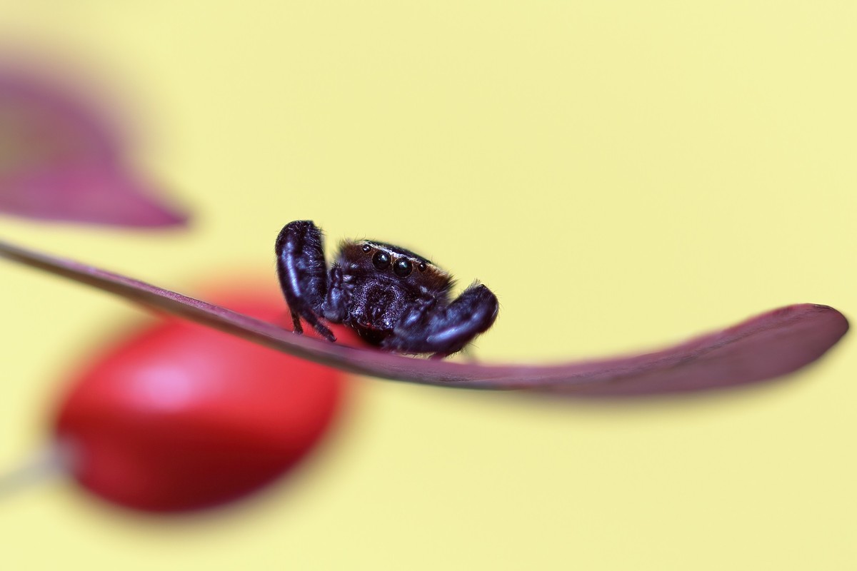 叶片上的小跳珠