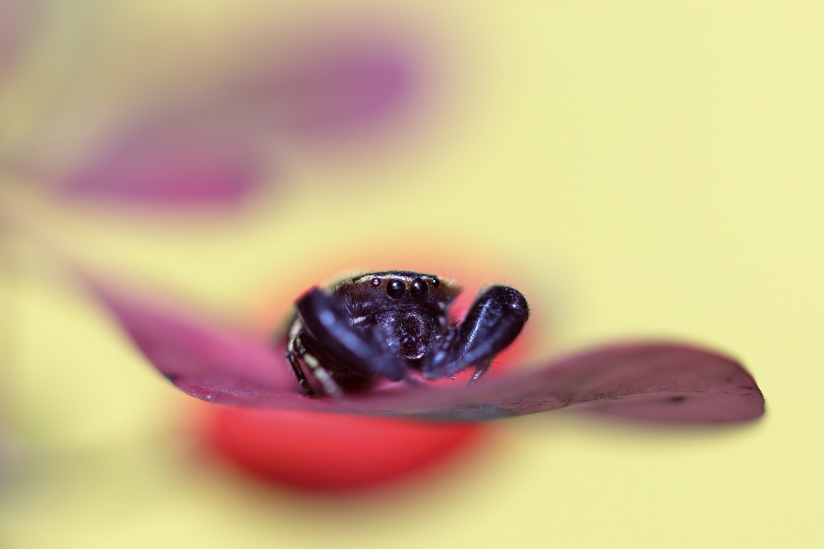 叶片上的小跳珠