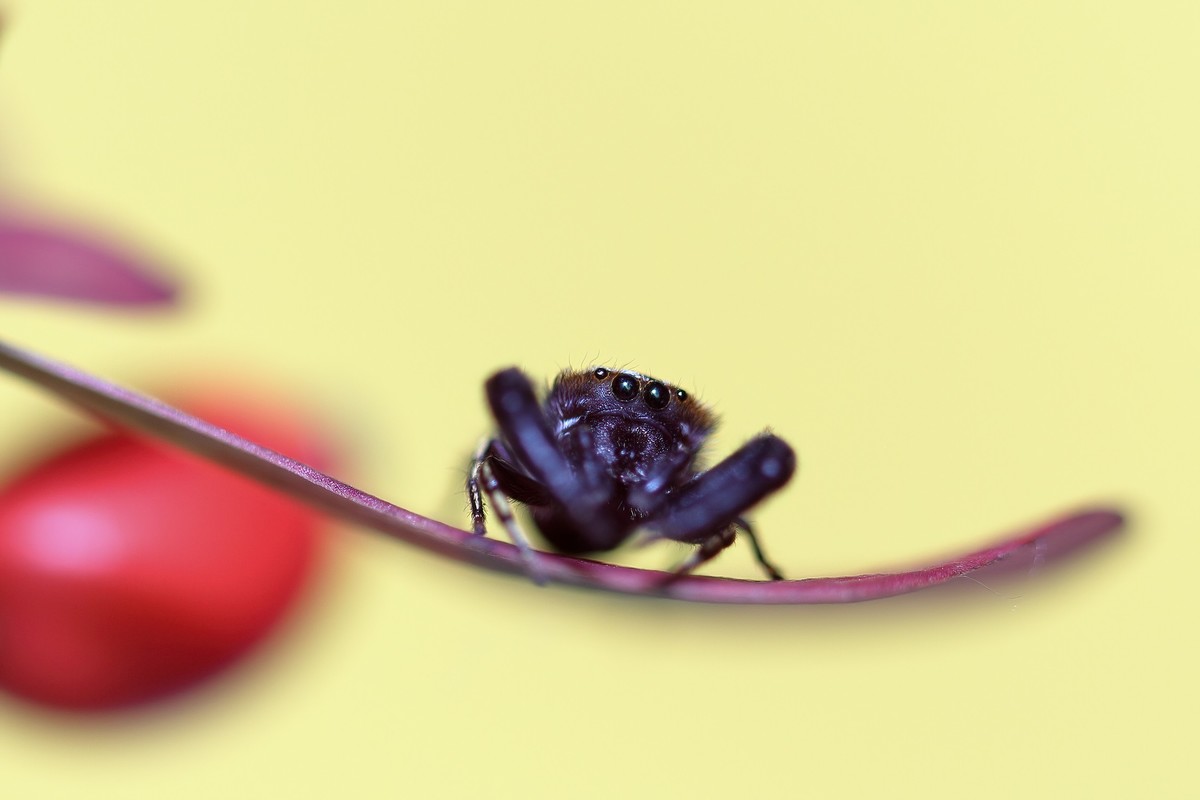 叶片上的小跳珠