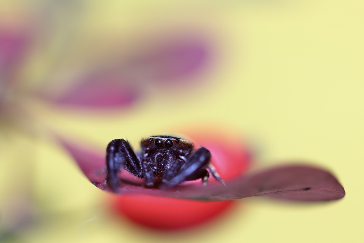 叶片上的小跳珠