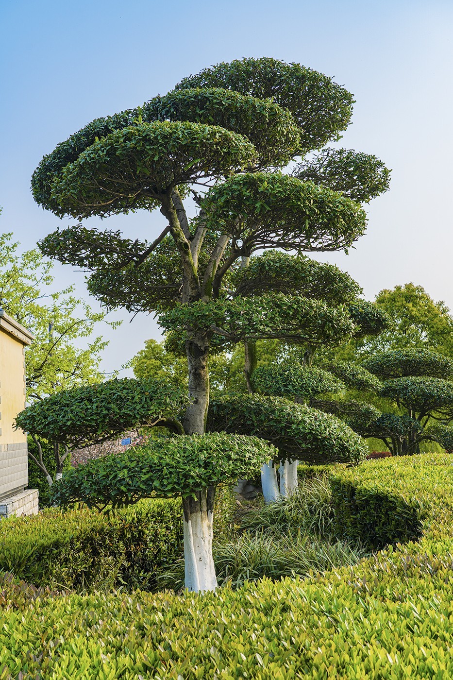 万年青枸骨树祝你平安吉祥