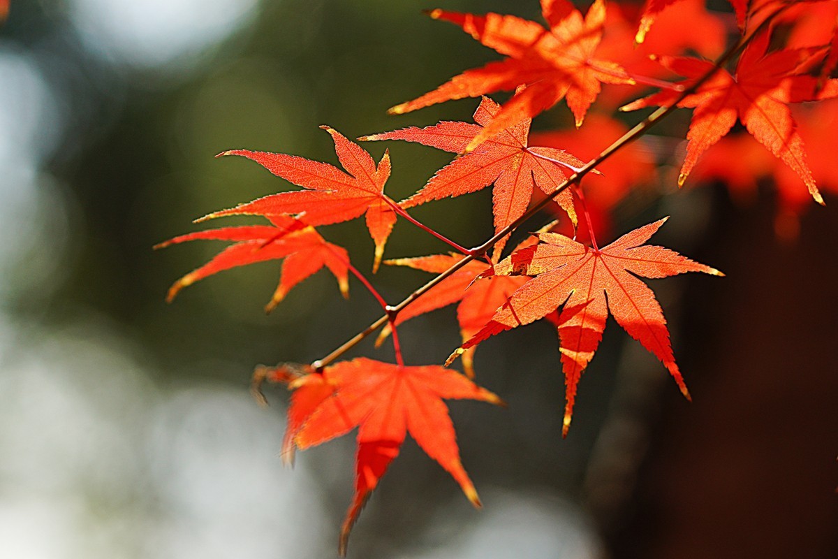红枫春秋(三)-中关村在线摄影论坛