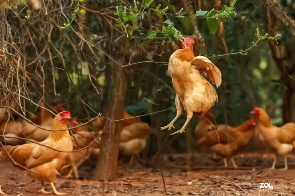 乡村发现会飞的三黄鸡