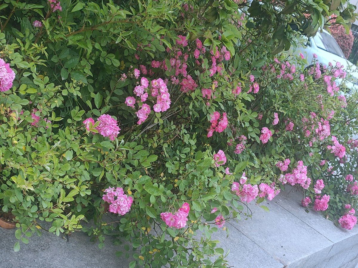 花卉系列【2728】