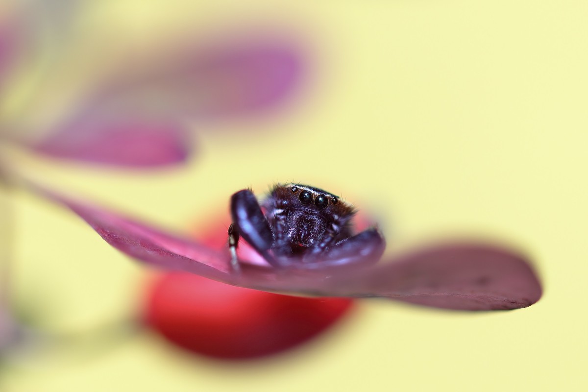 叶片上的小跳珠