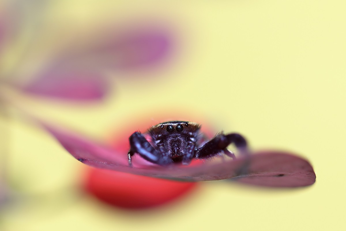 叶片上的小跳珠