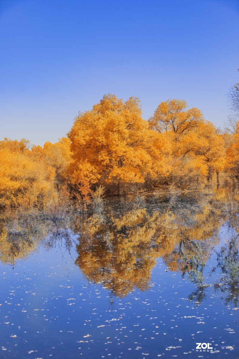 金塔胡杨林（续一）。